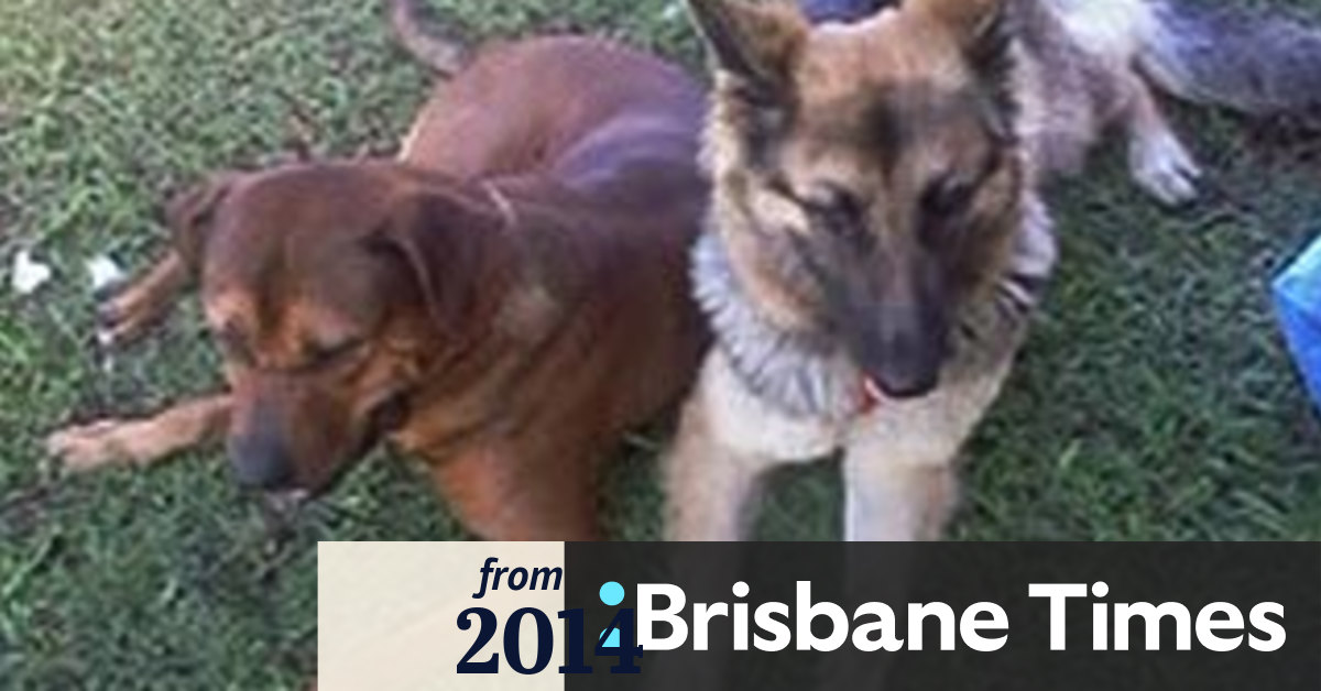 Pet dog accidentally euthanised